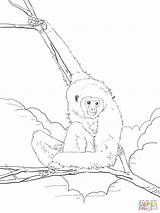 Animali Pianura Gorilla Ape Lar Gibbon Justcoloringbook sketch template