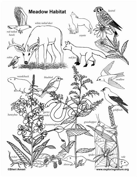 coloring pages  animal habitats  svg png eps dxf  zip file