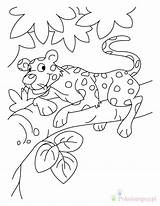 Gecko Kolorowanki Gepardy Leopardy sketch template