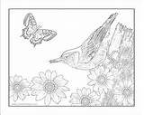 Nuthatch Coloring Framed Own Make sketch template
