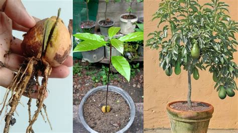 How To Grow Avocado From Seed Fast And Simple Way Youtube