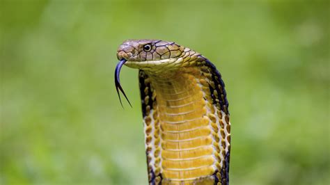 ferocious facts  king cobras mental floss