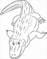 Caiman Alligator Coloringbay Coloringpages101 sketch template