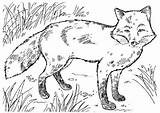 Colorat Planse Vulpe Desene Foxes Animale Educative Trafic sketch template