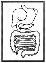 Digestive Isr Umd Internal Mirage sketch template