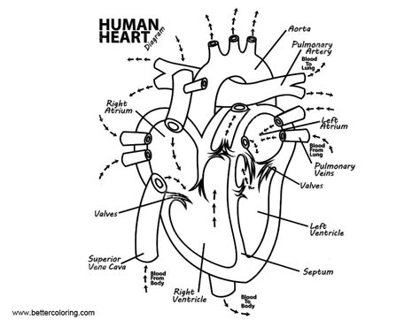 anatomy coloring pages human heart realistic drawing  printable