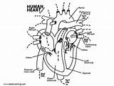 Heart Anatomy Human Coloring Drawing Pages Realistic Kids Printable Color sketch template