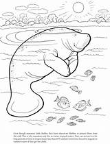 Manatee Coloring Pages Dugong Manati Para Printable Animal Kids Another Book Cute Color Manatees Drawing Dover Publications Outdoors Getcolorings Worksheets sketch template