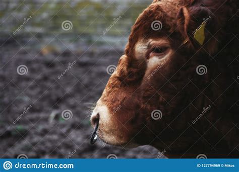 bull  nose ring stock image image  mammal domestic