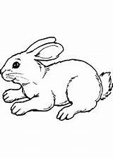 Arnab Coloring Bunny Haiwan Mewarna Halaman Mewarnai Kertas Kanak Kembalikeindekshalaman Gaddynippercrayons sketch template