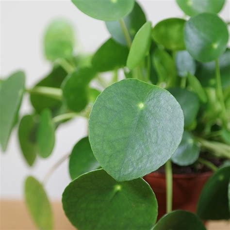 buy chinese money plant missionary plant pilea peperomioides £11 99 delivery by crocus
