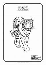 Coloring Pages Cool Mammals Tiger Kids Giraffe Animals Camel Color sketch template