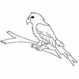 Parrot Coloring Pages Cute Color Toddler Billed Iago Thick Will sketch template