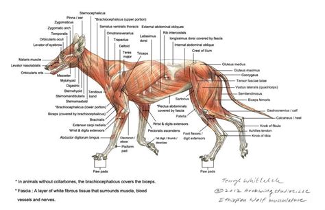 image result for fox muscle anatomy muscleanatomy anatomía del perro