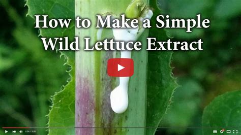 reasons     wild lettuce final prepper