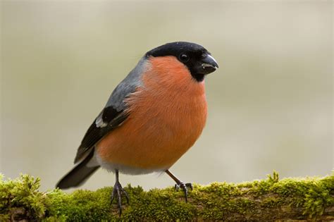 vogel bild schwarz weisser vogel mit rotem bauch