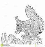 Zentangle Squirrel Coloring Adults Book Illustration Drawn Zenart Dreamstime Vector Hand sketch template