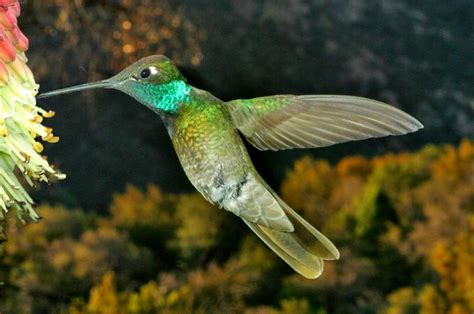 magnificent hummingbird living  scientific life scientist