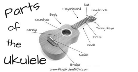 play ukulele  anatomy   uke parts   ukulele