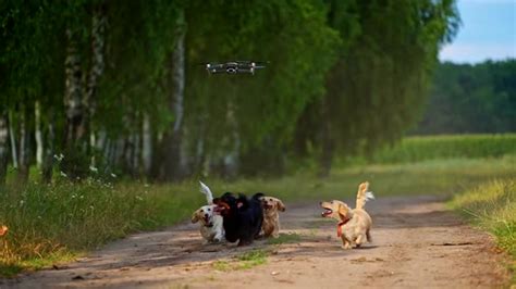 dog jumping  drone playful puppies   catch drone stock footage