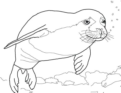 sea lion coloring page  getcoloringscom  printable colorings