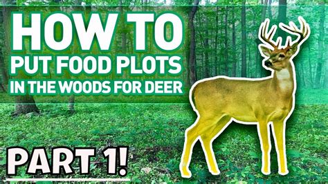 Small Food Plots For Deer In The Woods For Better Bow