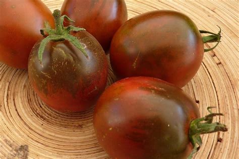 plants de tomate de berao black godet de  cm pepiniere pan bretagne