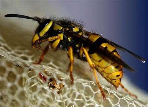 yellow jacket nest removal dos  donts abc humane wildlife control