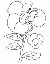 Pea Sweet Coloring Flower Pages Drawing Getdrawings sketch template