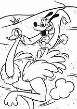 Coloring Mickey Mouse Safari Pages Pluto Chasing Ostrich Popular Disney Coloringsky Choose Board sketch template