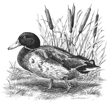awesome mallard duck drawings images risunok ptits risunki