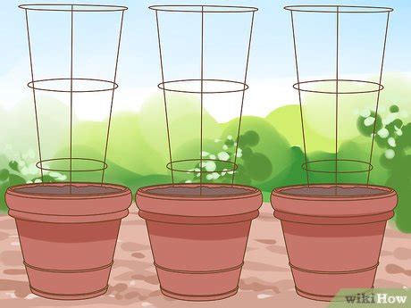 grow cherry tomatoes  pictures wikihow