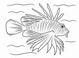 Lionfish Coloring Pages 447px 88kb Getcolorings Getdrawings Color Drawings sketch template