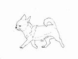 Chihuahua Coloring Kleurplaat Chiwawa Kleurplaten Wallmonkeys Military sketch template
