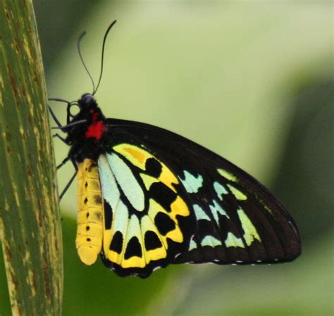 filecairns birdwing butterfly kuranda butterfly santuaryjpg