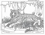 Coloring Hard Super Pages Tiger Getcolorings Cool Printable sketch template