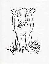 Calf Coloring Cow Drawing Printable Getdrawings Coloing sketch template