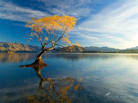 Lake Wanaka New Zealand Autumn Willow Thanks For Viewin Flickr