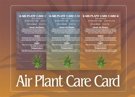 air plant care card digital air plant care label printable houseplant