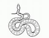 Coloring Rattlesnake Pages Printable Popular sketch template
