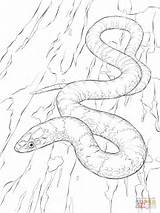 Snake Coloring Pages Snakes Viper Drawing Python Kingsnake Scarlet King Mamba Realistic Print Online Color Sheets Tree Green Supercoloring Large sketch template