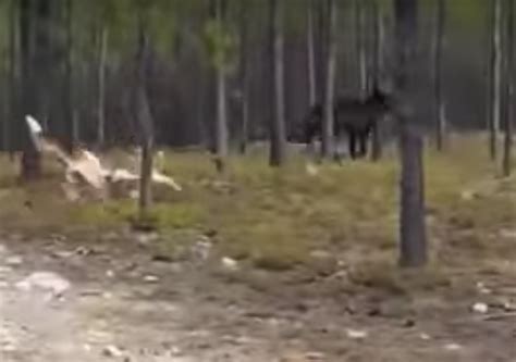 Check Out This Massive Wolf Caught On Camera In Canada