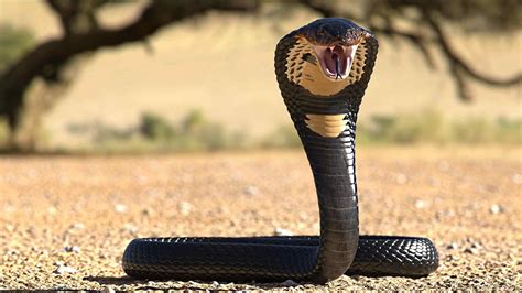 largest king cobra  earth