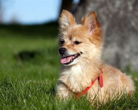 petcenter speaks heres  votes  cutest mixed dog breeds