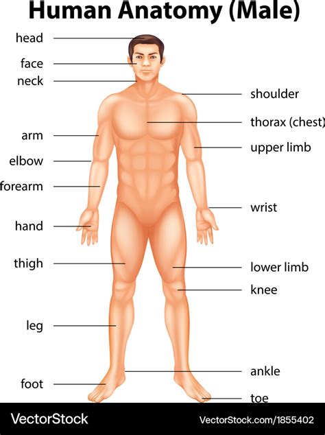 human body parts royalty  vector image vectorstock