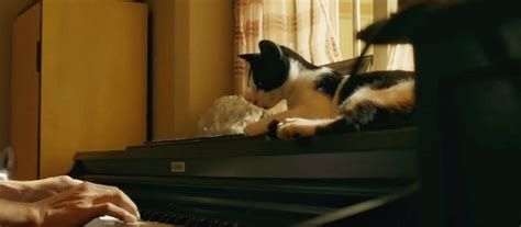 andhadhun 2018 cinema cats