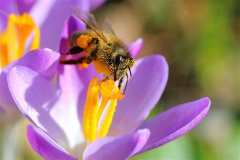 garden pollinators thriftyfun