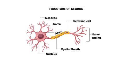 draw  labelled diagram  neuron  label    parts explain