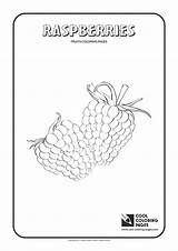 Coloring Raspberries Pages Cool Print sketch template