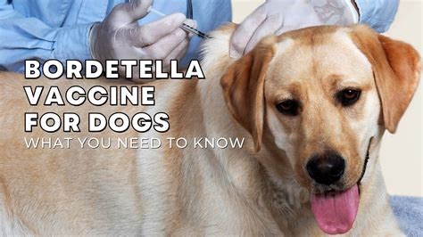 bordetella vaccine  dogs heres
